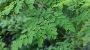Moringa Leaves