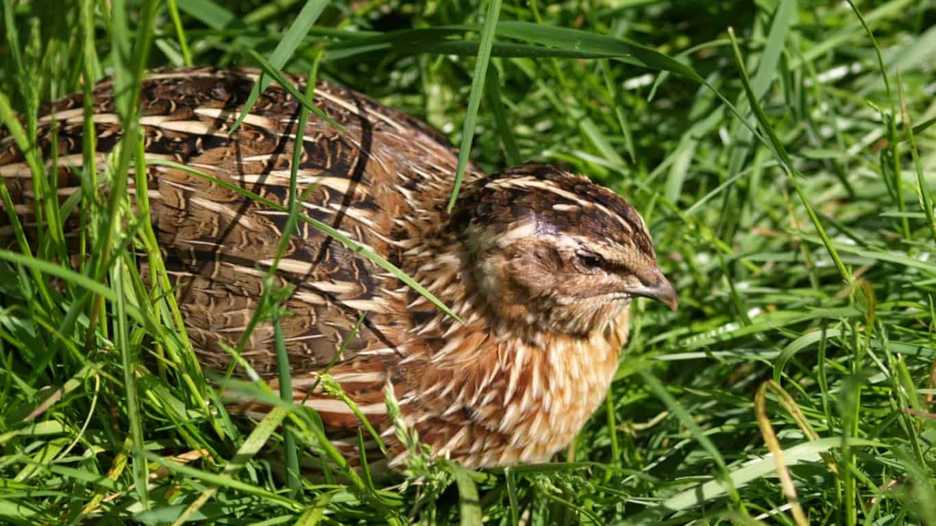 Coturnix Quail Rooster