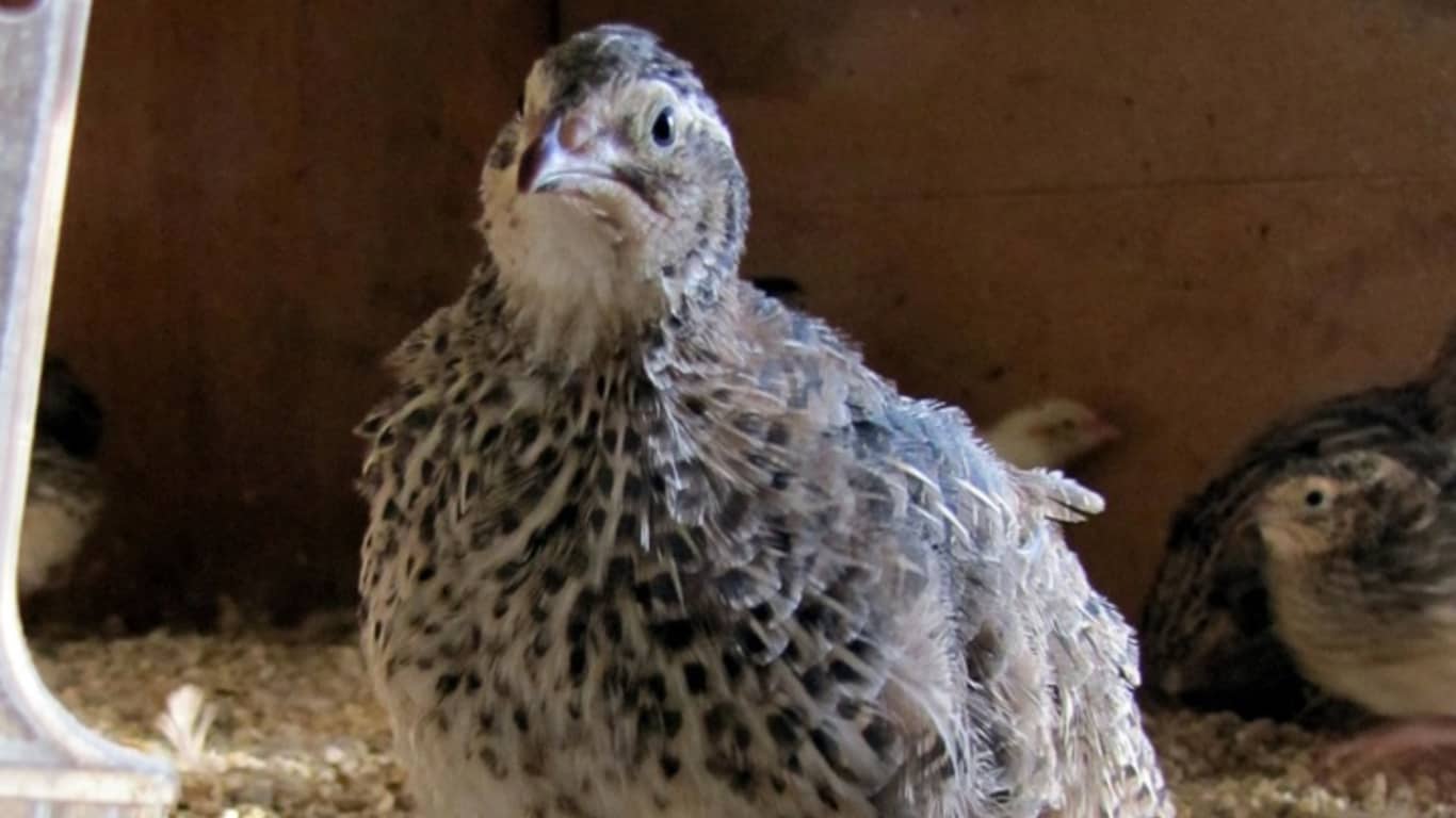 Coturnix Quail