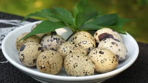 Coturnix quail eggs