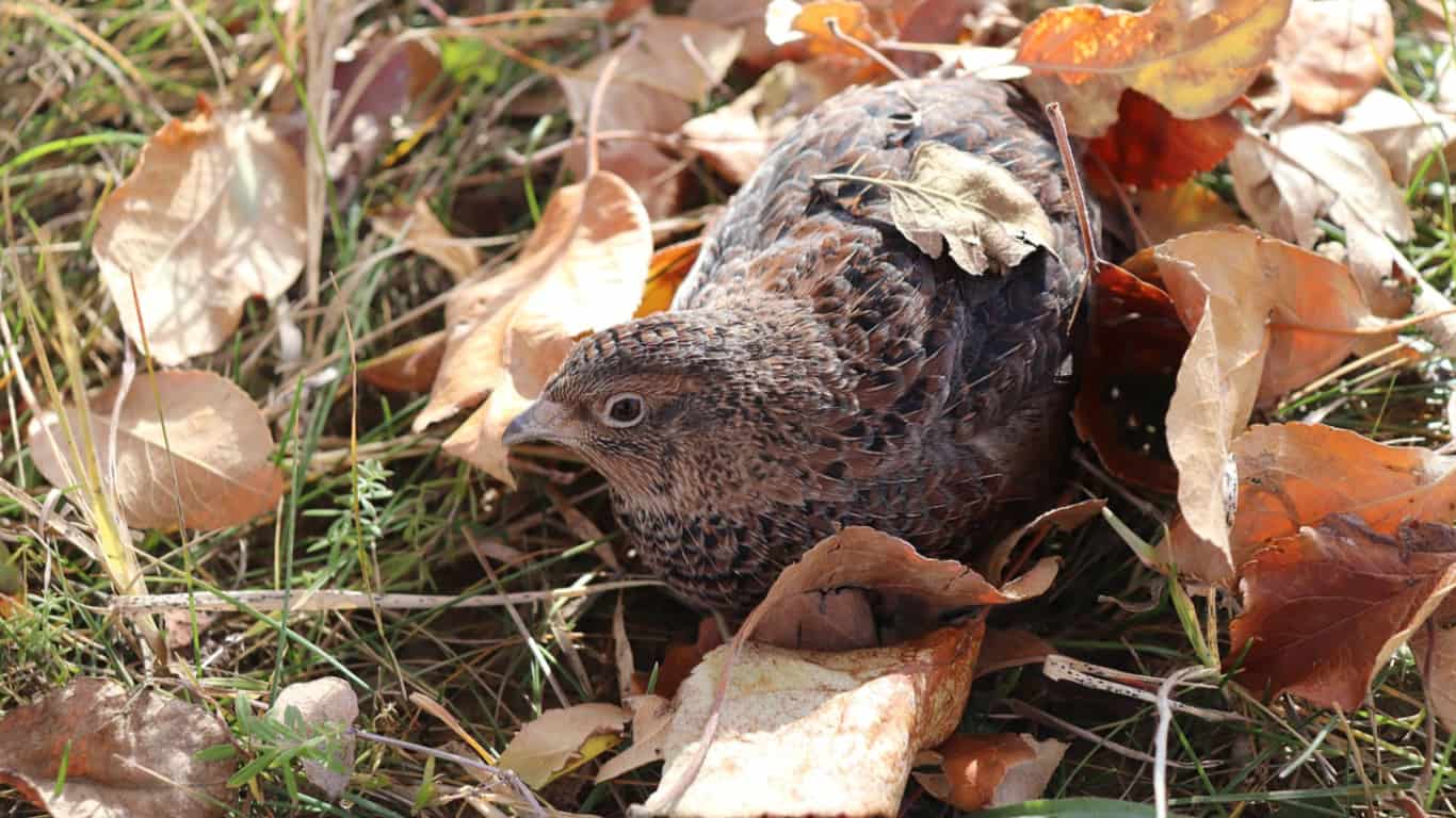 Coturnix Quail