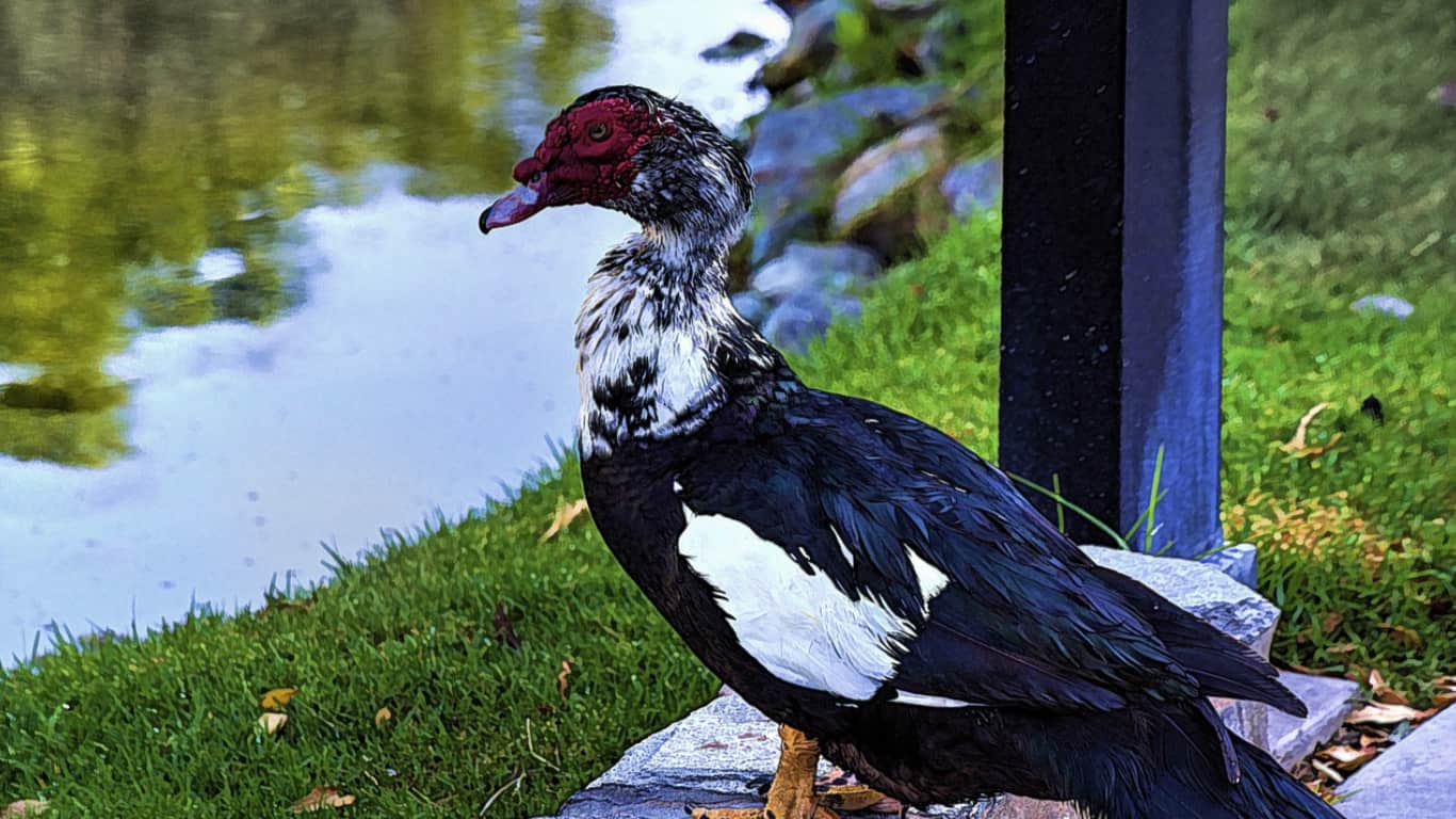 muscovy duck