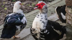 Muscovy Duck