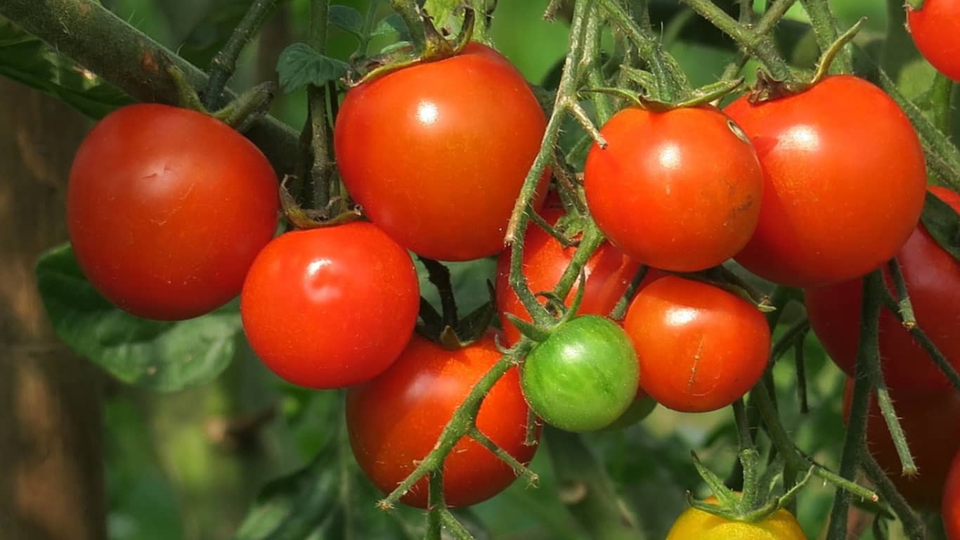 https://guerrillahomesteader.com/how-cold-is-too-cold-for-your-tomato-plants-the-cold-hard-facts/
