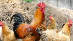 https://guerrillahomesteader.com/tag/how-to-clean-fresh-chicken-eggs/