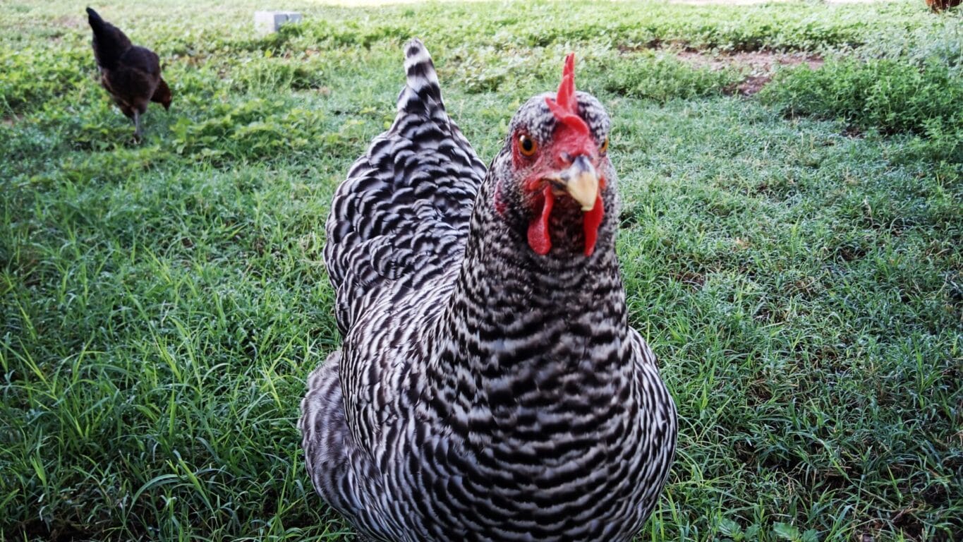 Barred Rock Hen