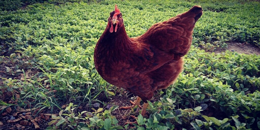 https://guerrillahomesteader.com/5-easy-steps-to-clean-fresh-chicken-eggs/