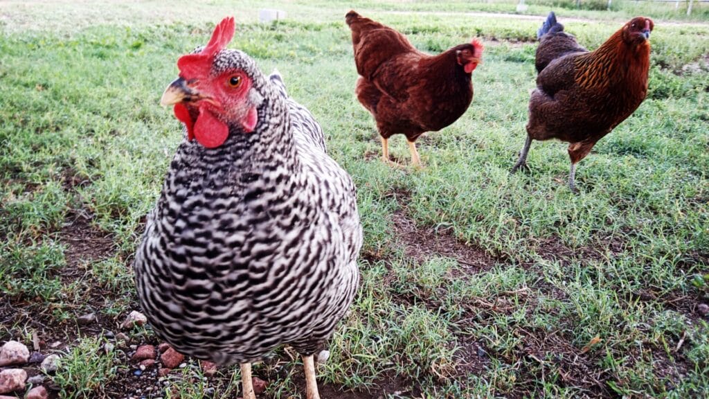 https://guerrillahomesteader.com/5-easy-steps-to-clean-fresh-chicken-eggs/