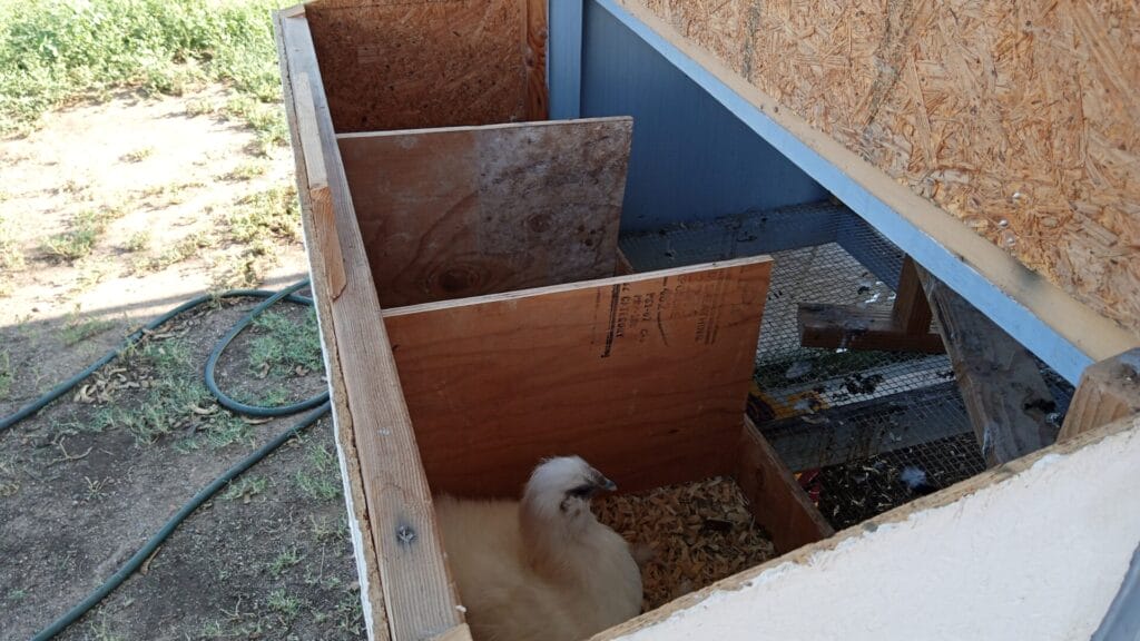 https://guerrillahomesteader.com/5-easy-steps-to-clean-fresh-chicken-eggs/