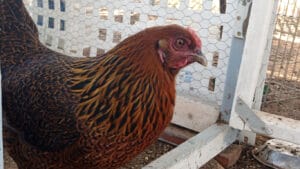 Ameraucana Chicken