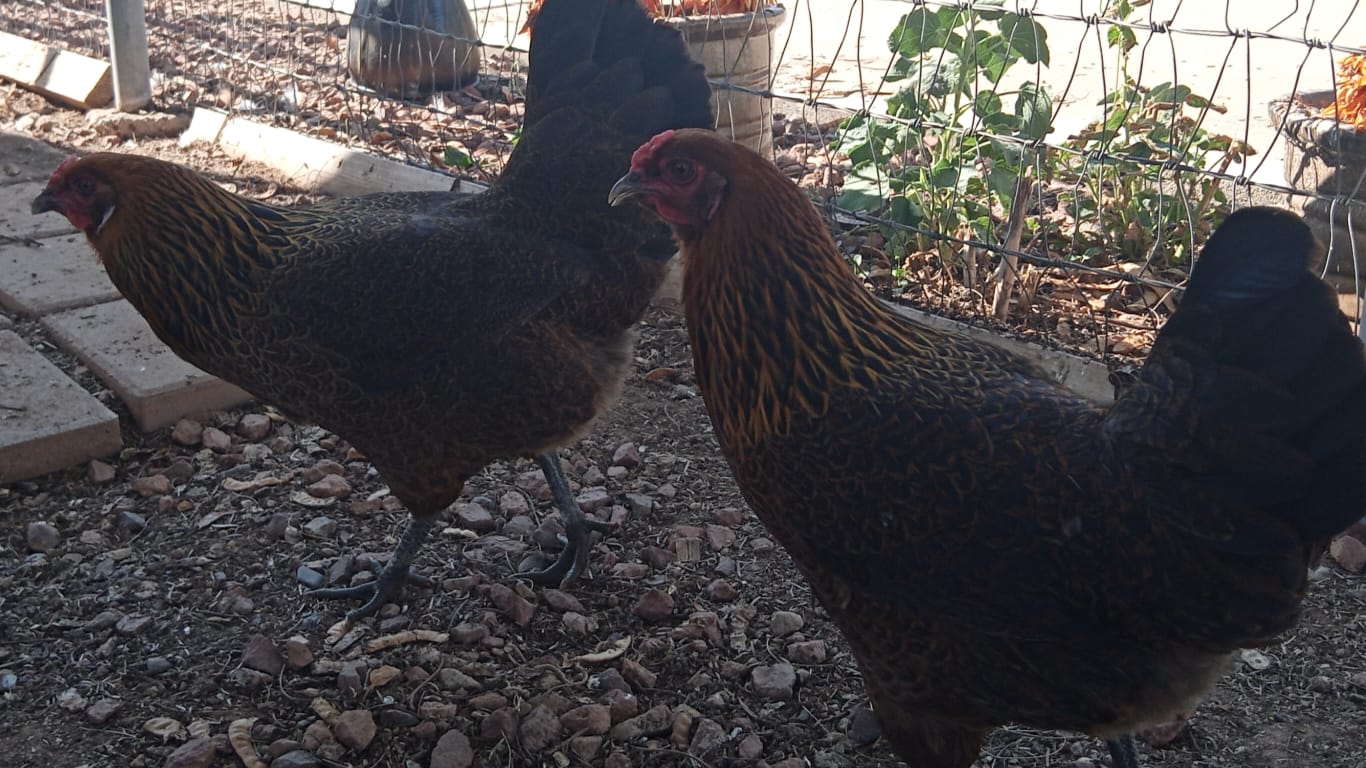 Ameraucana Hens