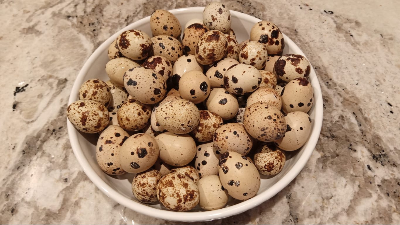 Coturnix Quail Eggs