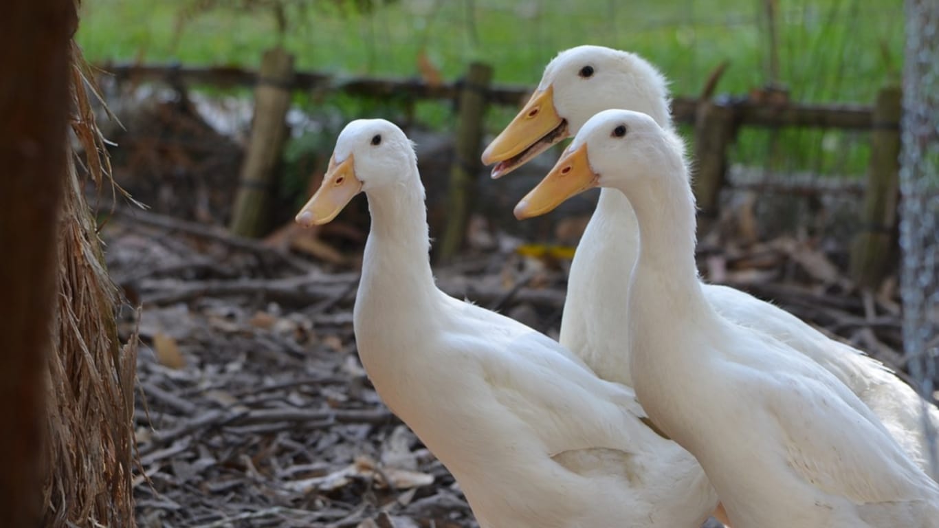 3 Pekin ducks Pekin Trio