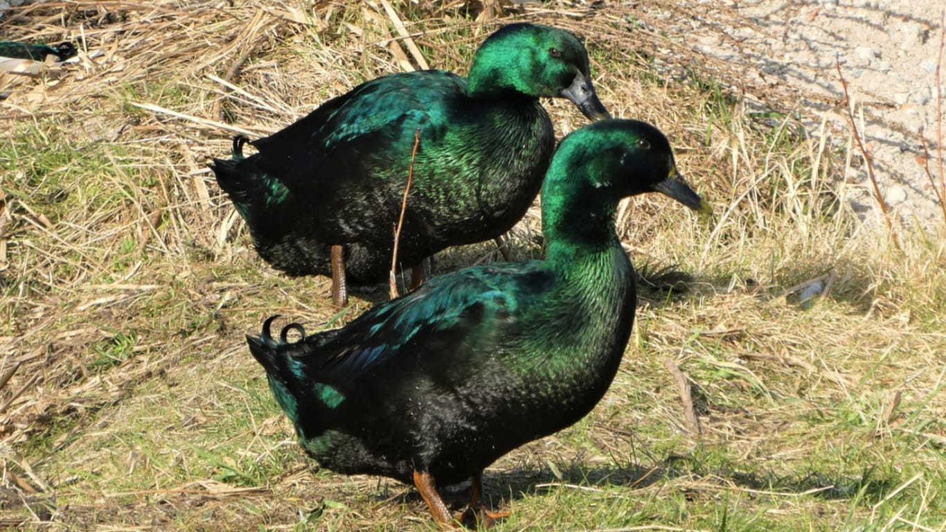 Cayuga Duck pair Cayugas
