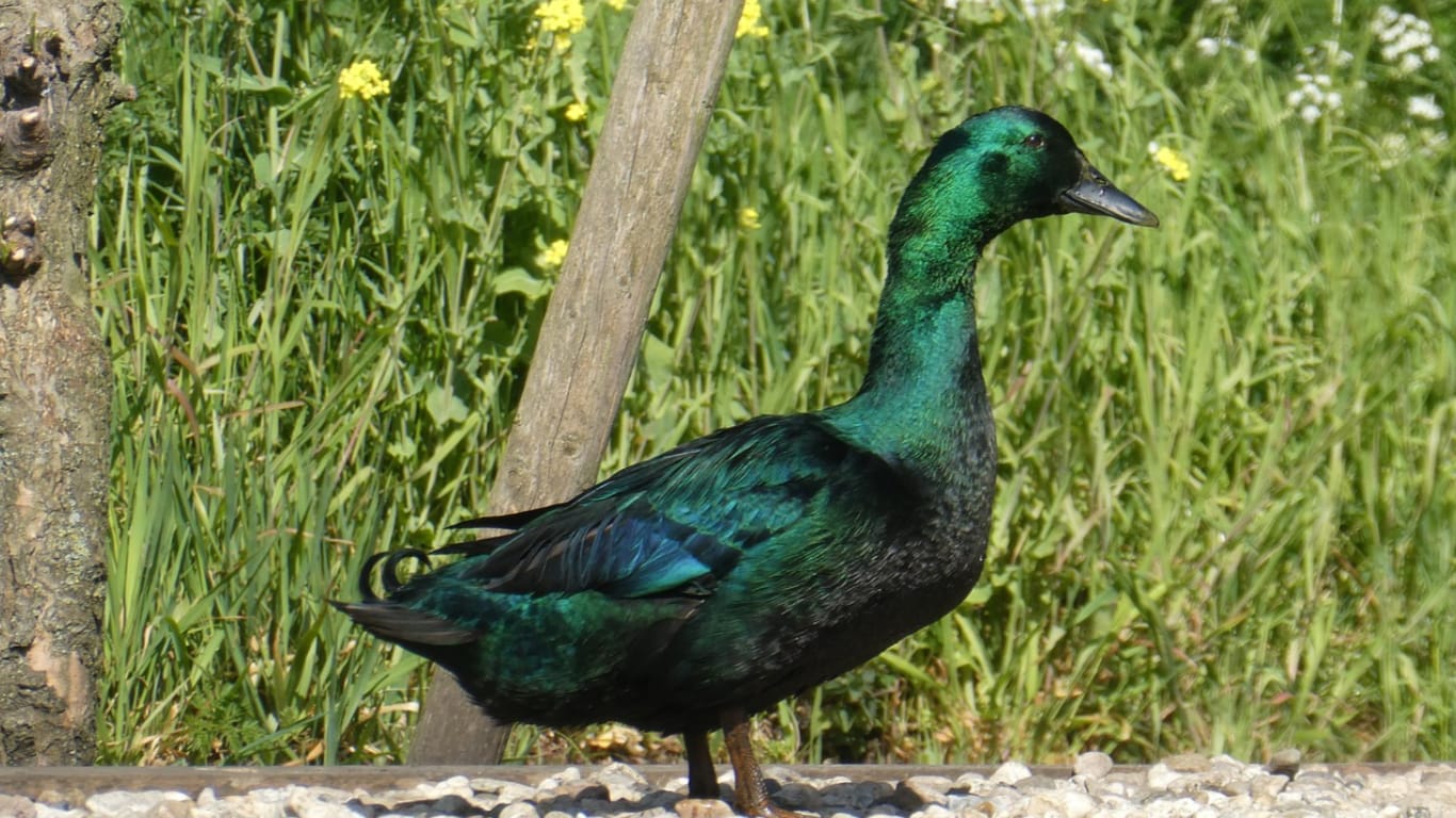 Cayuga Duck Cayuga