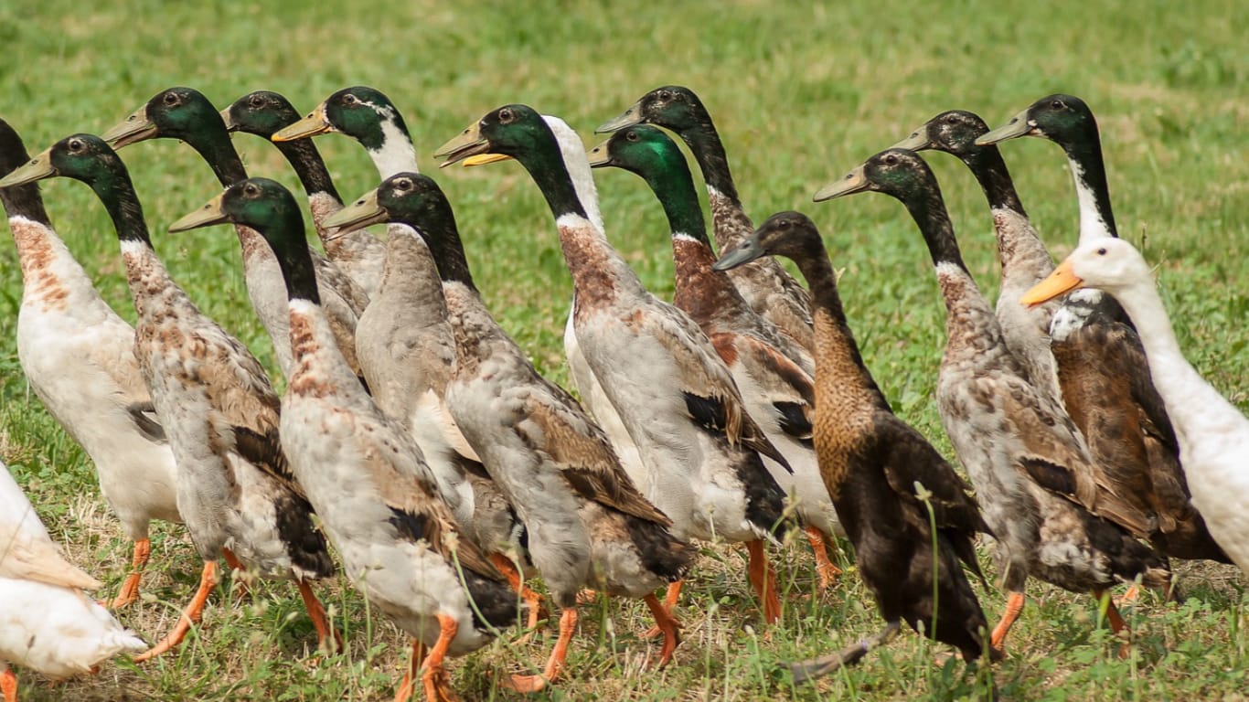 Indian Runners flock Indian Runners