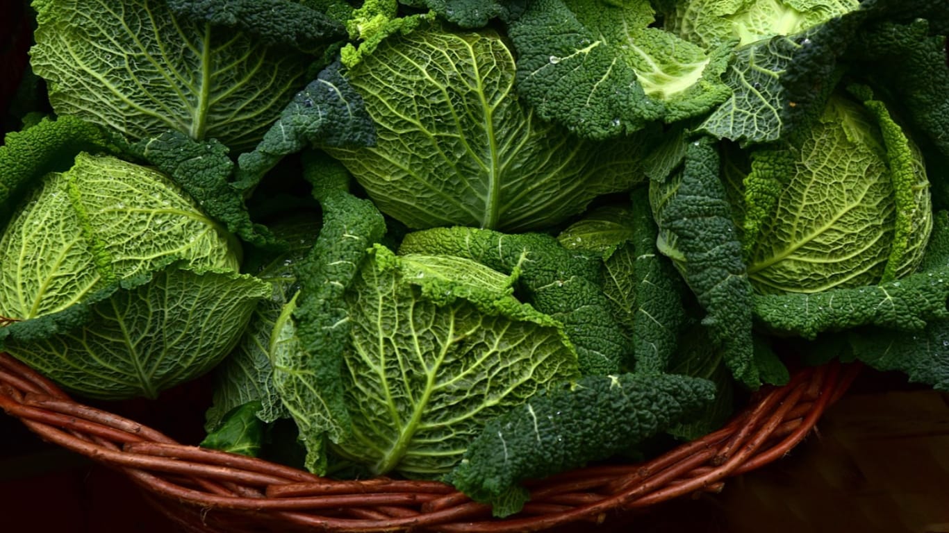 cabbage basket