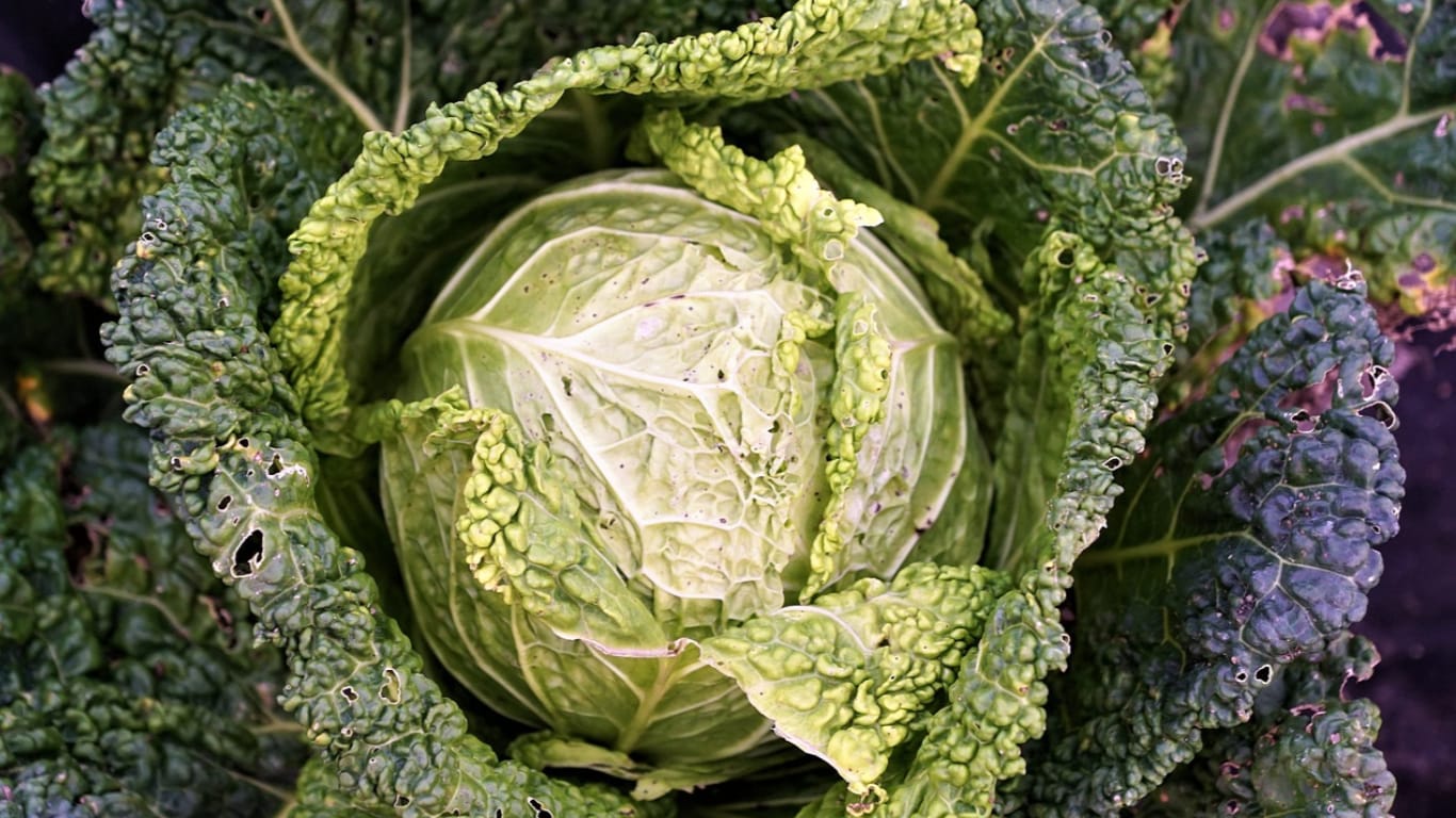 leafy head of cabbage