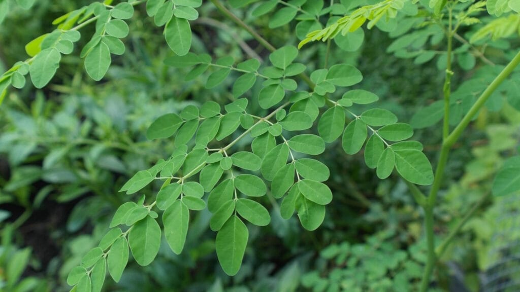 Moringa tree leaves