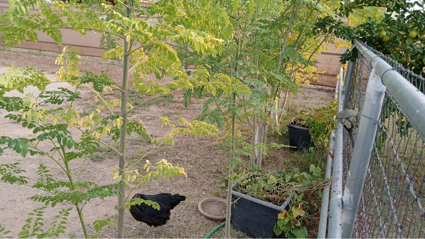 moringas and chicken