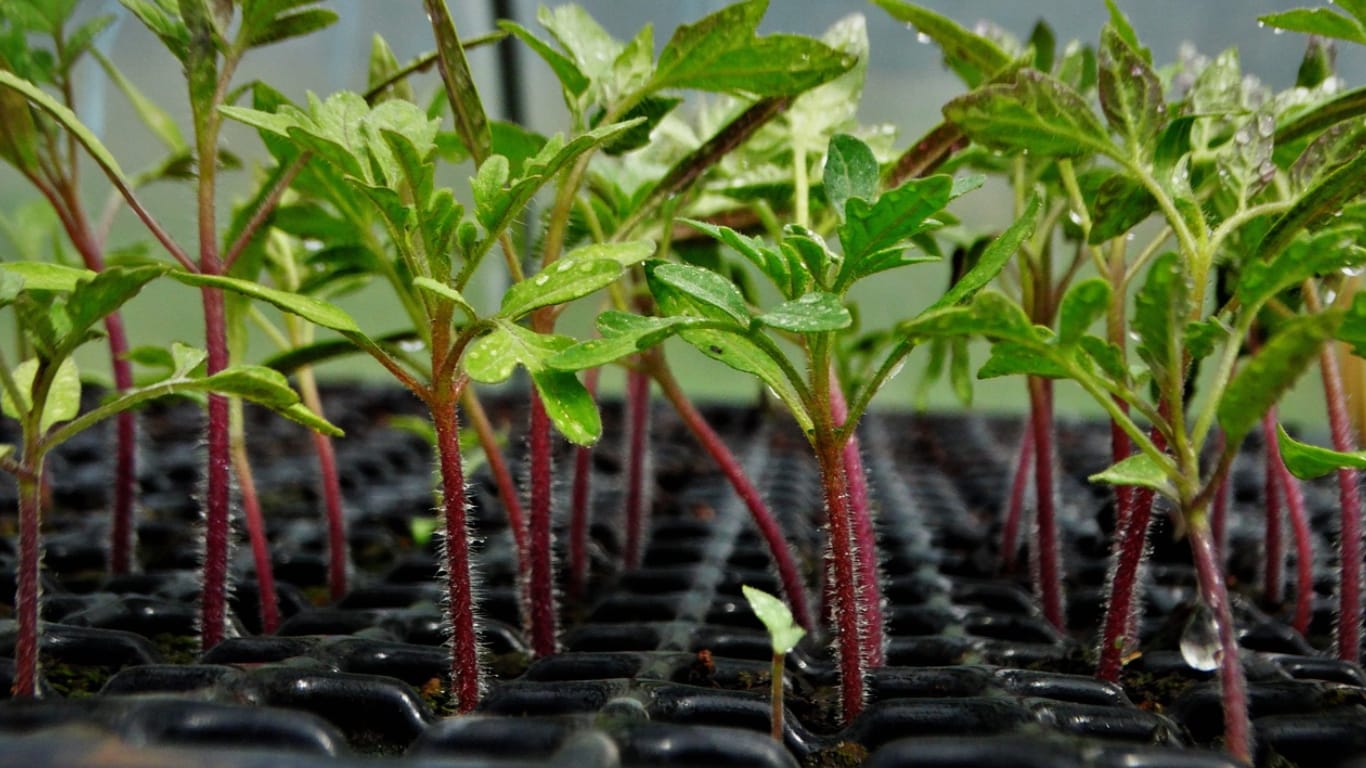 Tomato Seedlings - Made with DesignCap tomato seedlings