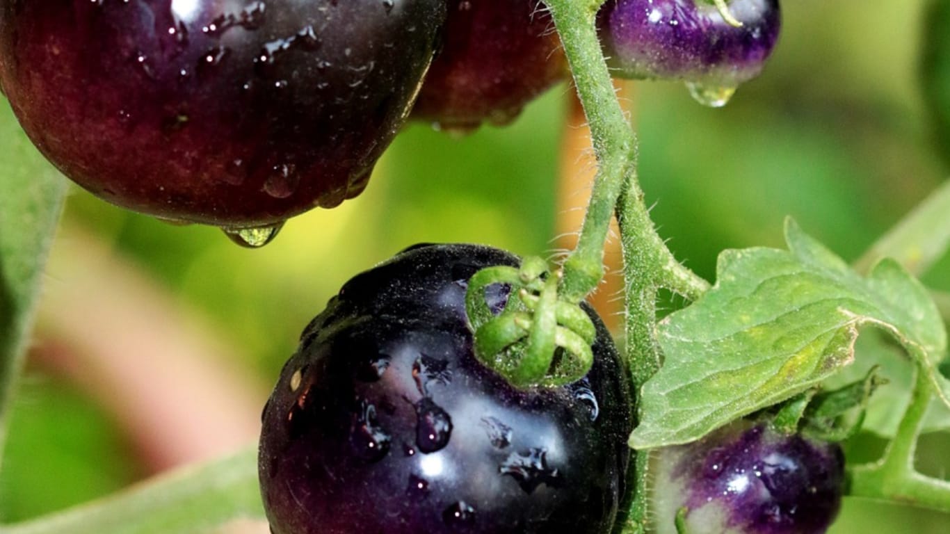 cherokee purple tomatoes