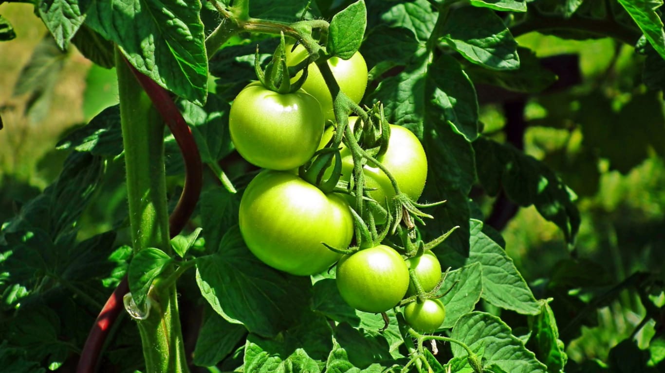 green tomatoes Green Tomatoes On The Vine