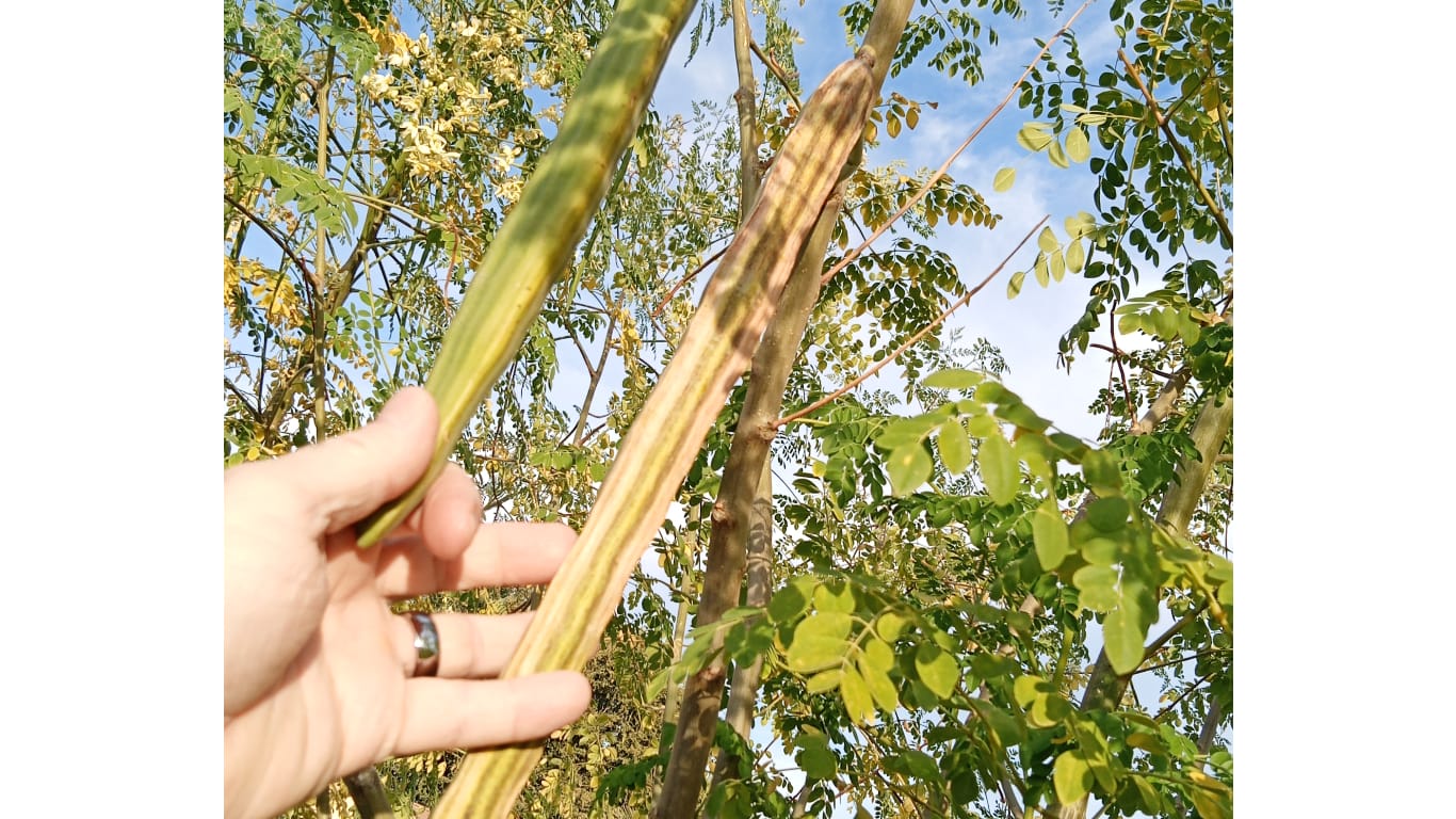 mature moringa pods on tree
