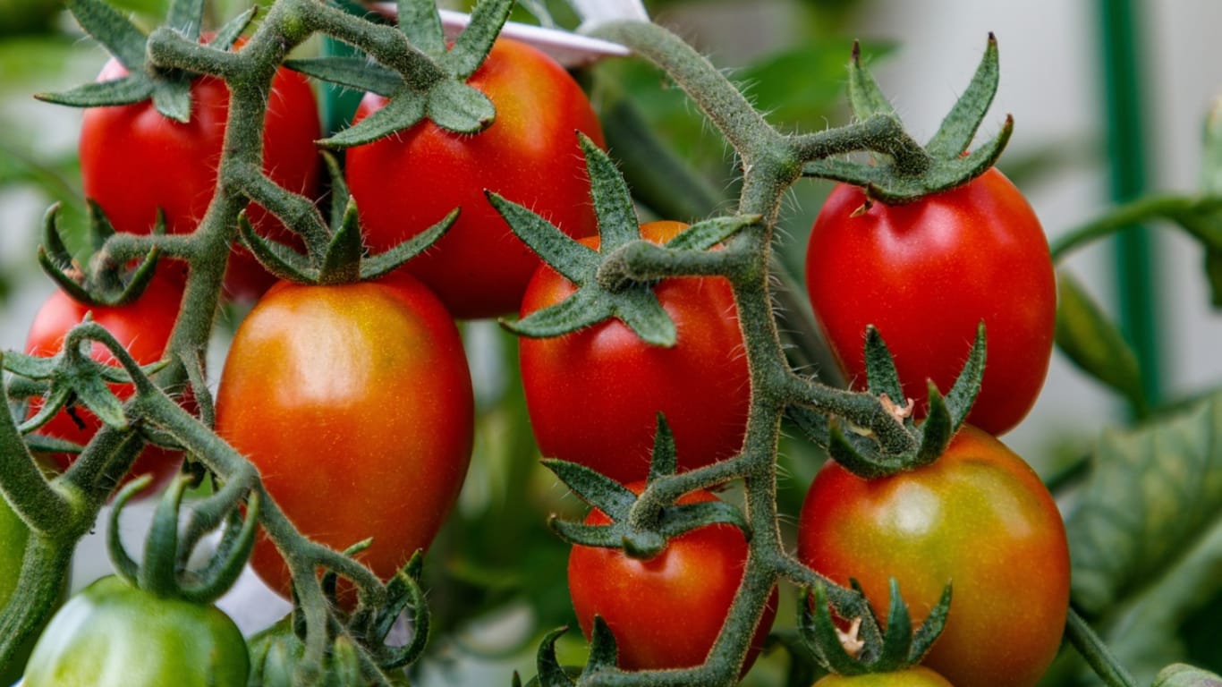 tomato vine - Made with DesignCap Tomato Vine