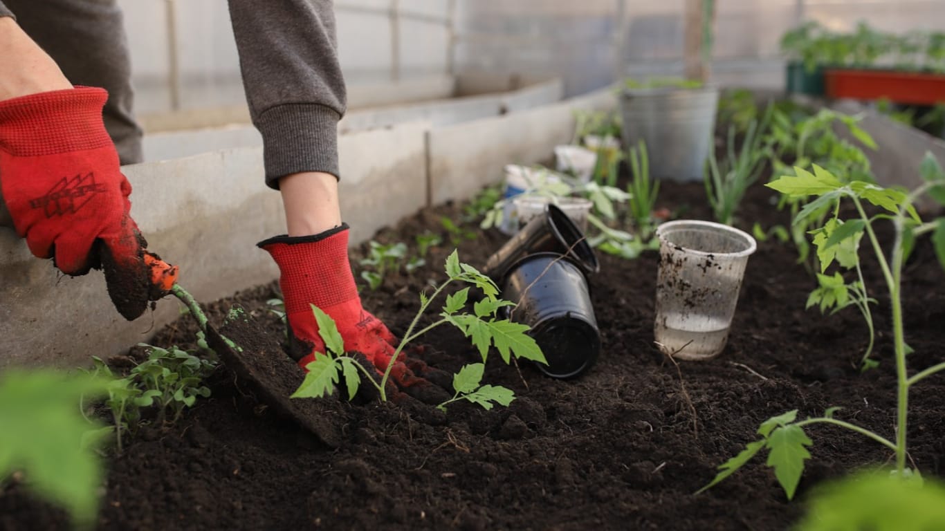 transplanting tomatoes