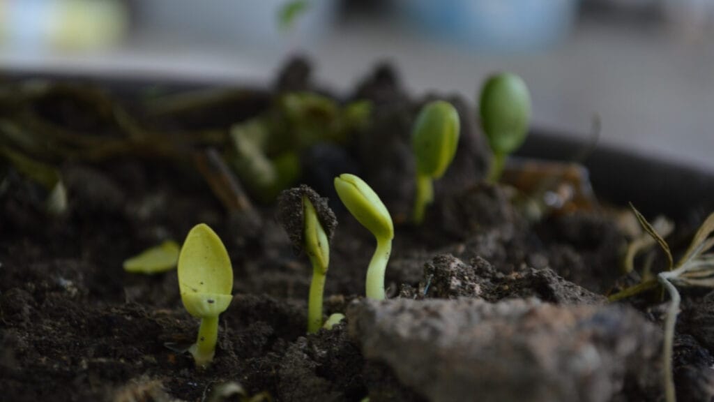Can You Compost Cooking Oil? What You Must Know! 8 Can You Compost Cooking Oil? What You Must Know! compost sprouts