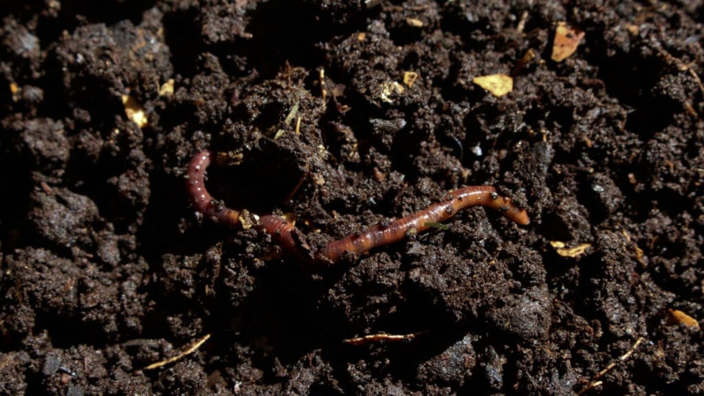 worms in compost