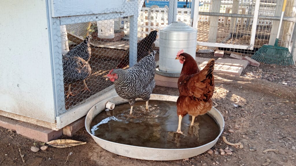 Chickens cooling off in a water heater pan