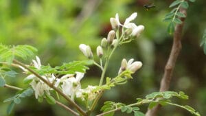 moringa tree