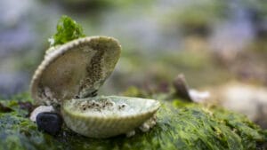 clam shell