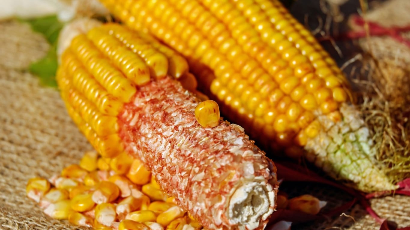 corn cob