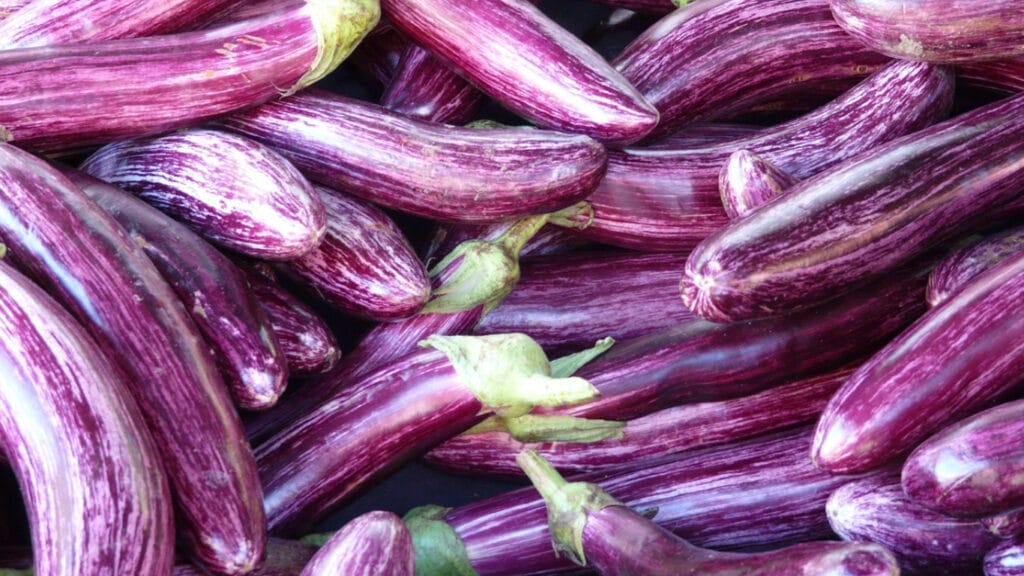 Are Eggplants Perennial? 7 Secrets To Year Round Eggplants! 2 Are Eggplants Perennial? 7 Secrets To Year Round Eggplants! 7 secrets to year round eggplants