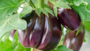are eggplants perennial