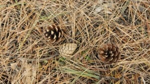 pine needles