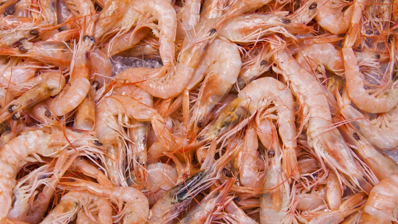shrimp