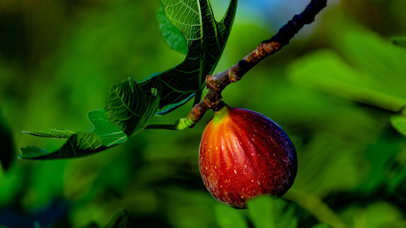 Fig on the tree