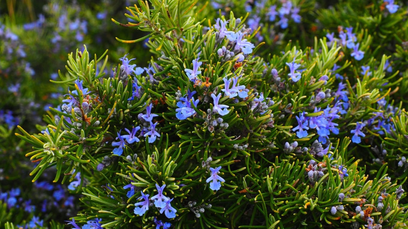 rosemary flowering