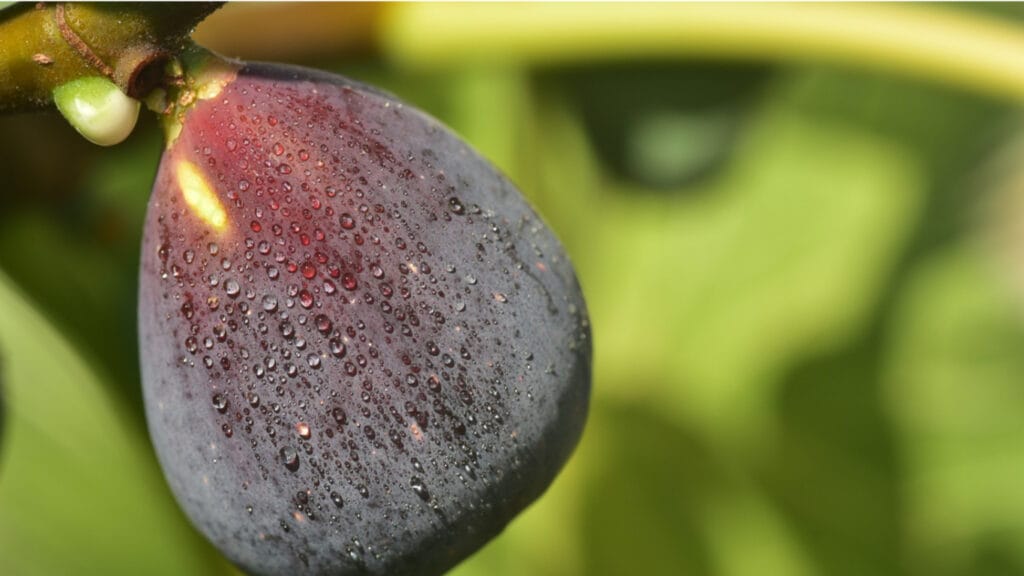 Best Fertilizer For Fig Trees In Pots: 9 Top Picks 7 Best Fertilizer For Fig Trees In Pots: 9 Top Picks big purple fig on tree