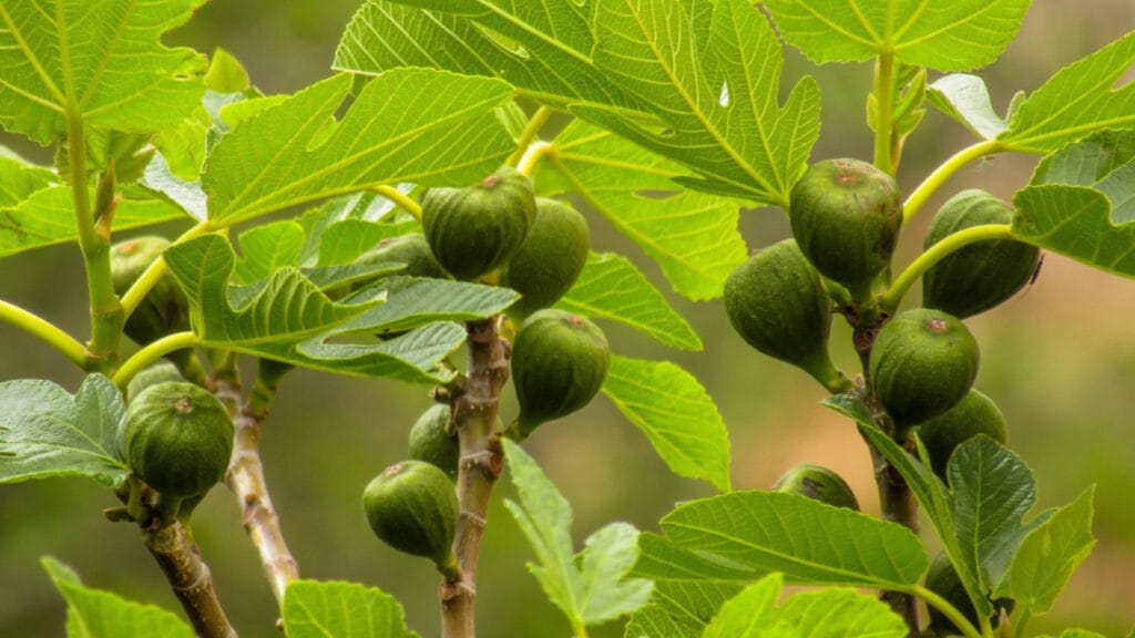 figs on the branch