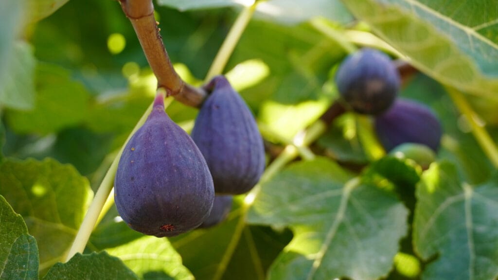 Best Fertilizer For Fig Trees In Pots: 9 Top Picks 5 Best Fertilizer For Fig Trees In Pots: 9 Top Picks figs on the tree