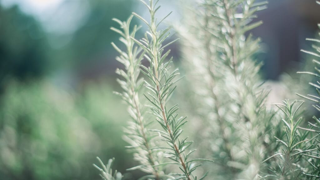 rosemary