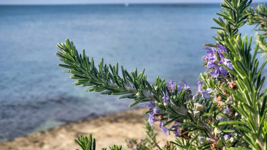 rosemary growing near the ocean