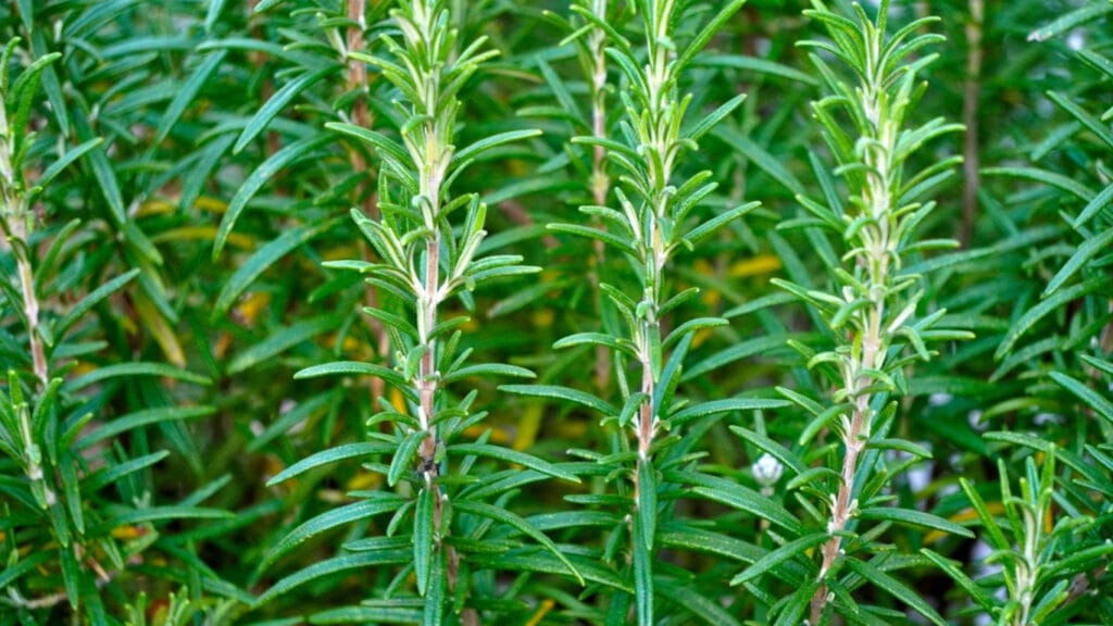 rosemary