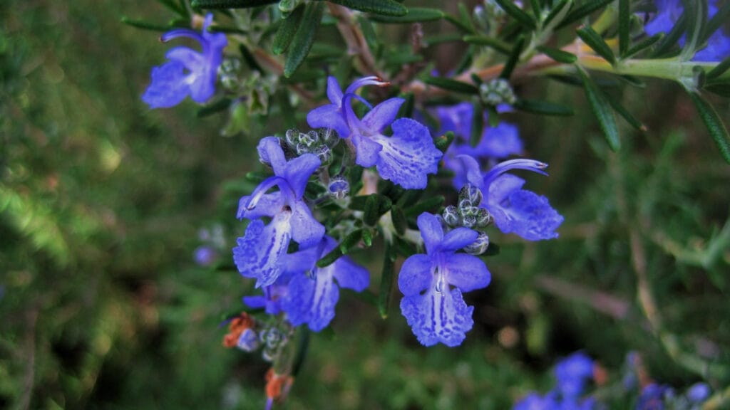 rosemary flowering