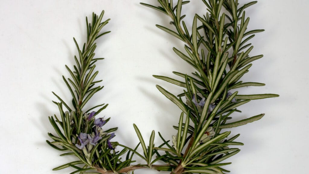 Best Fertilizer For Rosemary Plants: Top 5 Picks - Guerrilla Homesteader